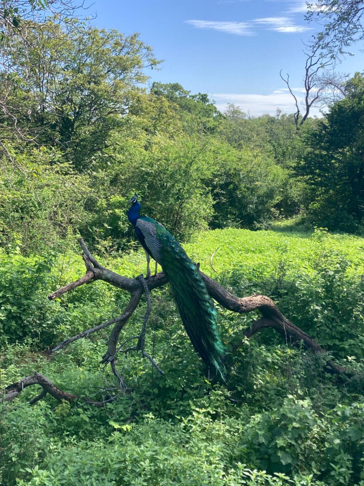 Hotel Amba Kola Udawalawa Udawalawe Esterno foto