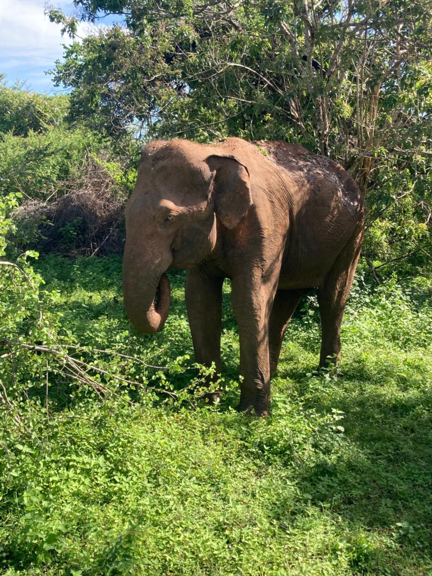 Hotel Amba Kola Udawalawa Udawalawe Esterno foto