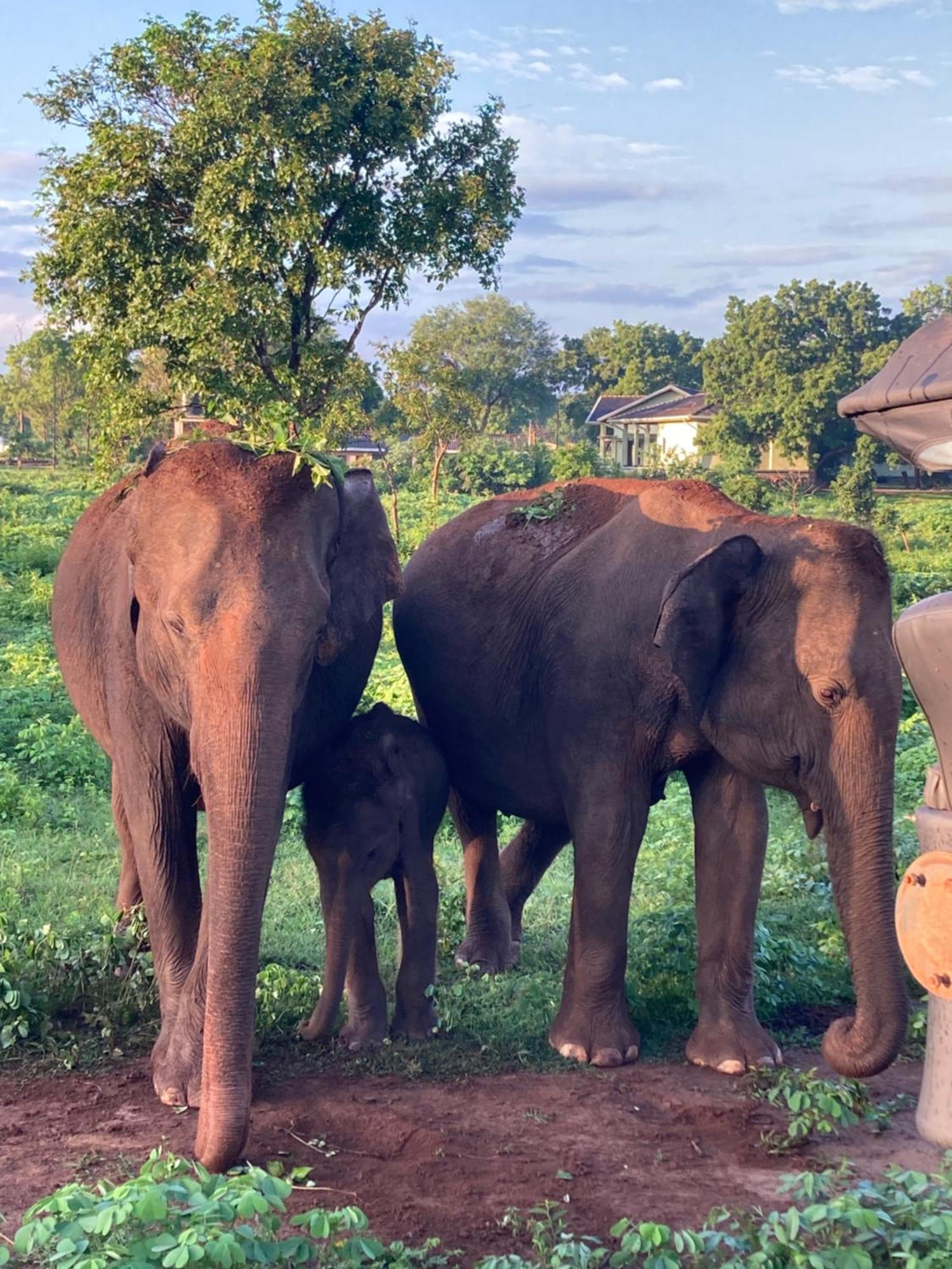 Hotel Amba Kola Udawalawa Udawalawe Esterno foto